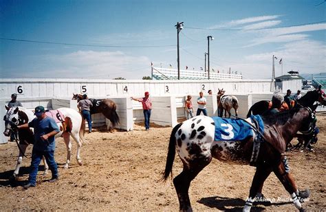cassia county fair horse races sportsbook review|Cassia County Fair Entries & Results for Friday, 8.